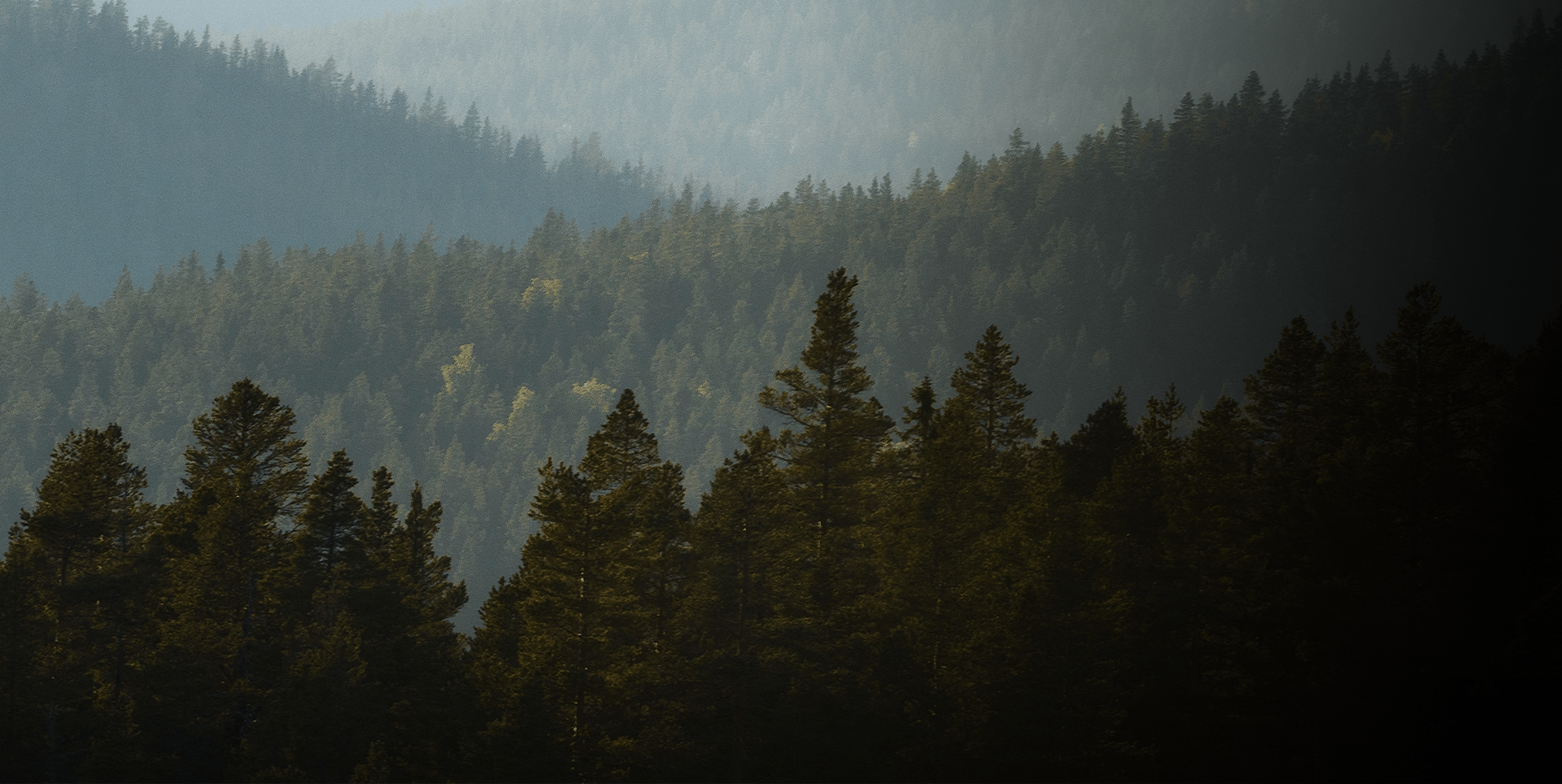 Skog i Sverige